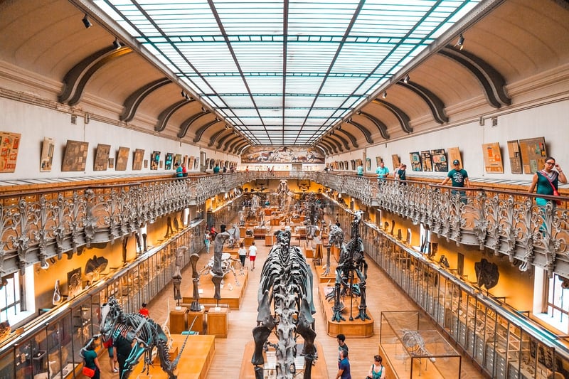 Dinosaur Safari